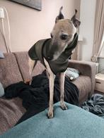 honden jasje maat xs nieuw, Ophalen