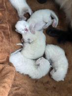 Prachtige (vol) Siamese kittens