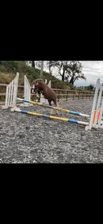 Ben – een knappe pony met de wow-factor!, Merrie, Zadelmak, 3 tot 6 jaar, Gechipt