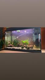 60L aquarium, Dieren en Toebehoren, Vissen | Aquaria en Toebehoren, Ophalen of Verzenden, Gebruikt, Overige typen