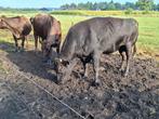Te koop Wagyu stier., Mannelijk
