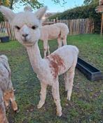 Jonge alpaca merrie, Mei, Vrouwelijk