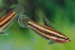 Pracht gourami / Licorice gourami / Parosphromenus, Vis, Zoetwatervis