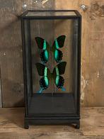 Vitrine met Papilio Blumei, Verzamelen, Dierenverzamelingen, Nieuw, Opgezet dier, Ophalen, Insect