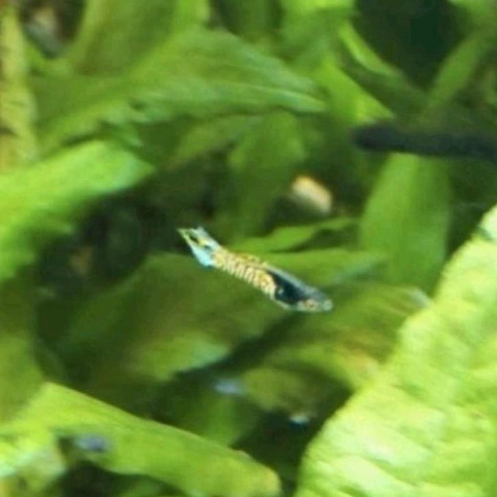 Tijger Endler gup / guppen / tijgergup, Dieren en Toebehoren, Vissen | Aquariumvissen, Zoetwatervis, Vis, Schoolvis