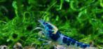 Blue dragon blood high grade, Kreeft, Krab of Garnaal