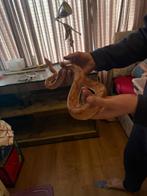 nicaragua sunglow t+ dame, Dieren en Toebehoren, 0 tot 2 jaar