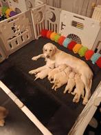 Golden Retriever Puppy's, maar noog een schattig reutje, Golden retriever, Meerdere, Meerdere dieren, Nederland