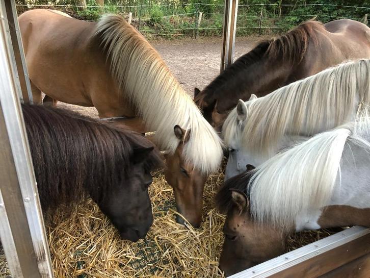 Stalhulp gezocht, Diensten en Vakmensen, Dieren | Paarden | Verzorging, Oppas en Les, Stalling of Weidegang, Verzorging of Verzorgpony's