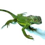 Gevraagd : jonge groene leguaan, Dieren en Toebehoren, Hagedis, 0 tot 2 jaar