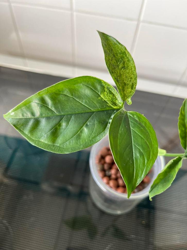 Syngonium Mojito excl. buitenpot, Tuin en Terras, Planten | Tuinplanten, Vaste plant, Klimplanten, Halfschaduw, Bloeit niet, Ophalen