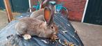 Vlaamse reuzen, Dieren en Toebehoren, Ophalen of Verzenden, Minder dan 75 cm, Kooi, Minder dan 60 cm