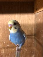 Diverse vogels, Meerdere dieren, Tropenvogel