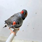 Tekoop zebravink 3 poppen en 1 man,  jongen, Dieren en Toebehoren, Vogels | Overige Vogels, Meerdere dieren, Tropenvogel