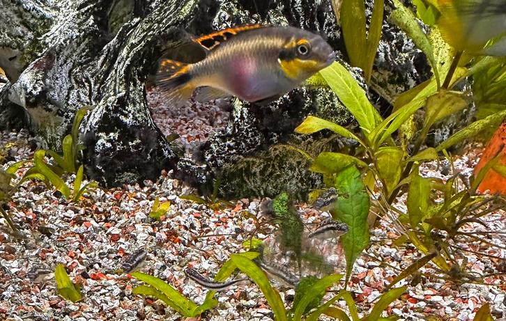 Jonge kersenbuikjes, Dieren en Toebehoren, Vissen | Aquariumvissen, Vis