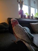 papagai, Dieren en Toebehoren, Vogels | Parkieten en Papegaaien, Mannelijk, Parkiet