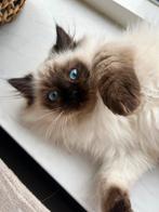 Fluffy en lieve ragdollkater met stamboom | mag verhuizen, Kater, Gechipt, 0 tot 2 jaar