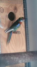 Zwart bonte rosella., Dieren en Toebehoren, Vogels | Parkieten en Papegaaien, Mannelijk, Parkiet, Geringd
