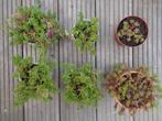 6x WIT VETKRUID SEDUM ALBUM rotsplantjes, Tuin en Terras, Ophalen, Overige soorten, Volle zon