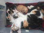 Nestje van 5 kittens, Dieren en Toebehoren, Katten en Kittens | Overige Katten, Meerdere dieren