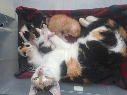 Nestje van 5 kittens, Dieren en Toebehoren, Katten en Kittens | Overige Katten, Meerdere dieren