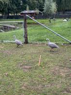 Zwanen ganzen, Dieren en Toebehoren, Pluimvee, Meerdere dieren, Gans of Zwaan