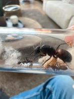 Camponotus cruentatus, Dieren en Toebehoren, Mieren