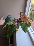 Philodendron Strawberry Shake, Ophalen of Verzenden, Overige soorten, Minder dan 100 cm