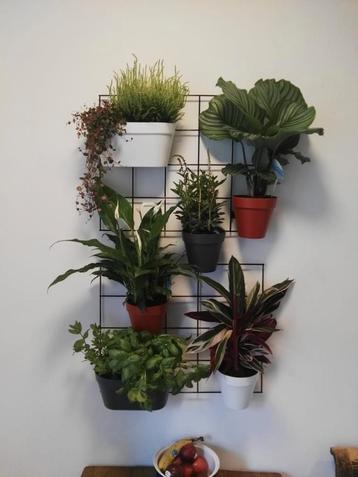 Stijlvol metalen wandrek voor planten / verticale tuin beschikbaar voor biedingen