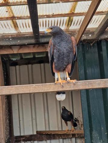 Wegens beeindiging hobby woestijn buizerds  beschikbaar voor biedingen