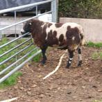 Overjarige bonte stamboekram, Dieren en Toebehoren, Schapen, Geiten en Varkens, Mannelijk, Schaap, 3 tot 5 jaar