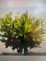 BOMEN OPRUIMING 2 bol platanen nu voor €150,00 samen