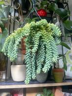 Potje Sedum morganianum bladstekjes, Ophalen of Verzenden, Zo goed als nieuw