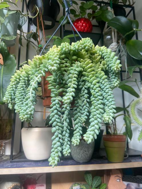 Potje Sedum morganianum bladstekjes, Huis en Inrichting, Woonaccessoires | Kunstplanten en Kunstbloemen, Zo goed als nieuw, Ophalen of Verzenden