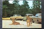 Leeuwen in Burgers Safari, Arnhem, 1969, oude auto's, Verzamelen, Ansichtkaarten | Dieren, Wild dier, Gelopen, 1960 tot 1980, Verzenden