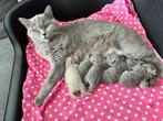 Britse korthaar kittens, Dieren en Toebehoren, Gechipt, Meerdere dieren, 0 tot 2 jaar