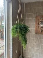 Grappige, makkelijke kamerplant “Ripsalis” in leuke hangmand, Ophalen, 100 tot 150 cm, Halfschaduw, In pot