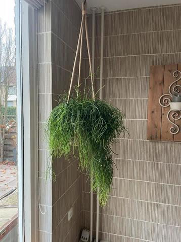 Grappige, makkelijke kamerplant “Ripsalis” in leuke hangmand beschikbaar voor biedingen