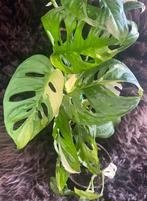 Monstera Adansonii Albo #1, Huis en Inrichting, Kamerplanten, Overige soorten, Minder dan 100 cm, Groene kamerplant, Halfschaduw