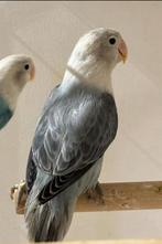 Mooie Jonge Agapornis Fischeri, Dieren en Toebehoren, Meerdere dieren, Dwergpapegaai of Agapornis, Tam
