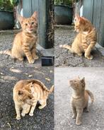 Twee lieve (boerderij) kittens, Kater, Kortharig, 0 tot 2 jaar