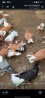 Vermist 18 duiven, Dieren en Toebehoren, Vogels | Duiven, Meerdere dieren