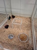 Roul roul hanen, Dieren en Toebehoren, Mannelijk, Wildzangvogel