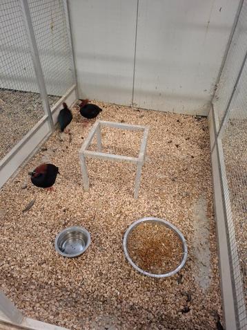 Roul roul hanen beschikbaar voor biedingen