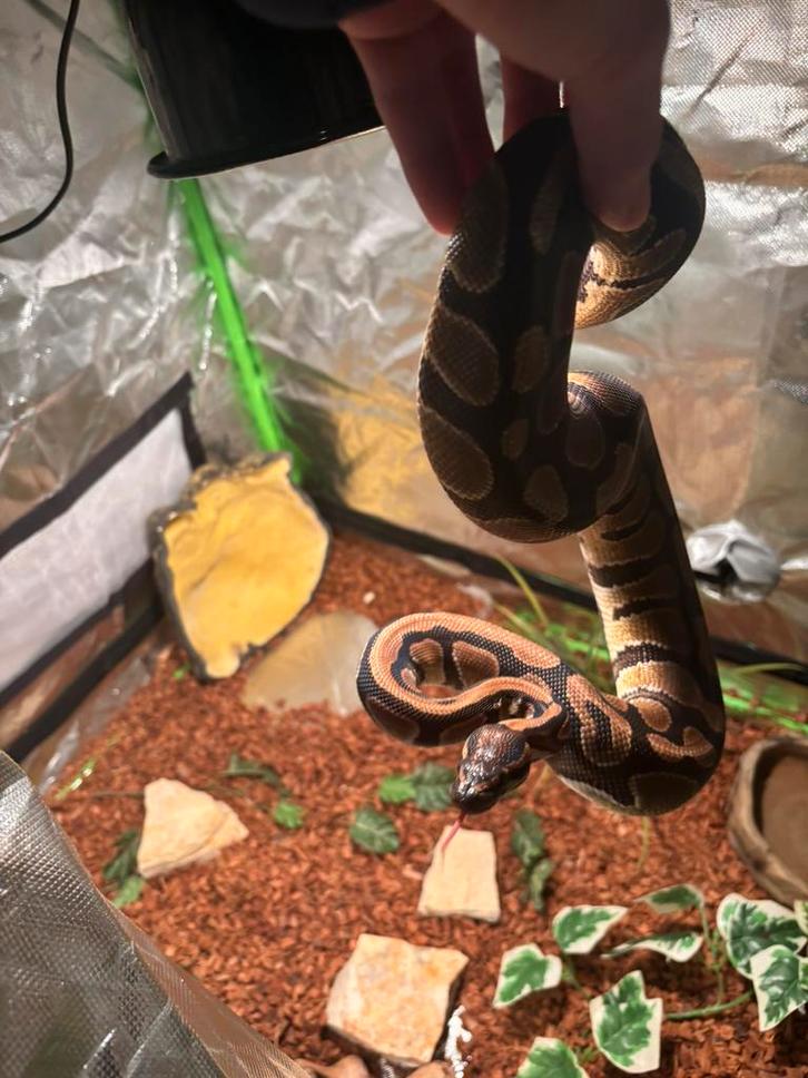 Koningspython man plus benodigheden Ball Python - male for sale from Jaap