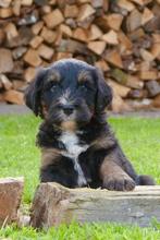 Onwijs leuke labradoodle pups !, Dieren en Toebehoren, CDV (hondenziekte), Particulier, Meerdere, 8 tot 15 weken