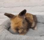 Ras zuiver Engels Angora konijntjes, Mannelijk, Middelgroot