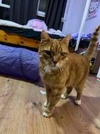 Kater zoekt met spoed nieuw plekje, Dieren en Toebehoren, Kater, Kortharig, 3 tot 5 jaar