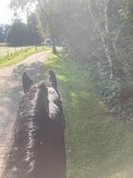 Weidegang aangeboden ( liefst een merrie)  Doetinchem, Dieren en Toebehoren, Stalling en Weidegang