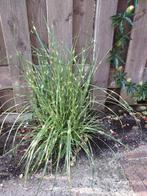 Miscanthus Sinensis Rietplant - Winterhard, Tuin en Terras, Ophalen, Volle zon, Vaste plant, Siergrassen